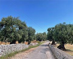 Montone